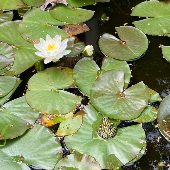 🍄”LIKE” for LIVE SHOW NOTIFICATIONS!!🍄 - Picture 2 of 6